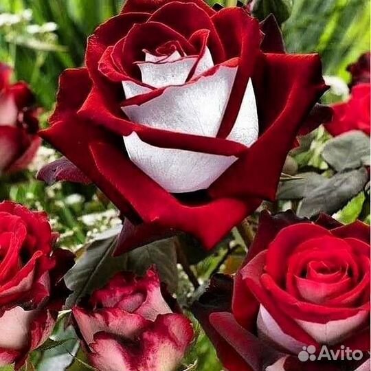 Роза Осирия саженцы