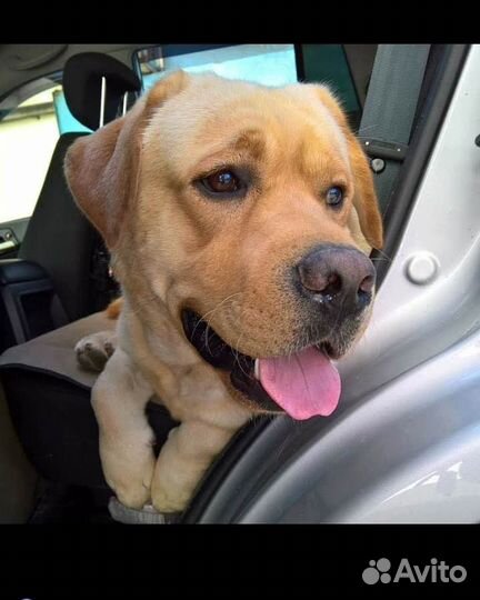 Перевозка животных