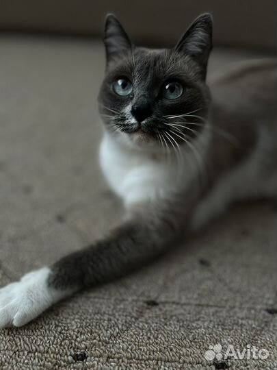 Вязка кошек сиамская