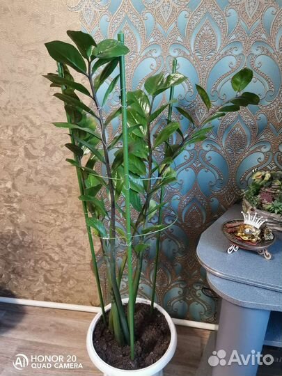 Замиокулькас