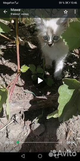 Отдам в добрые руки кошечку
