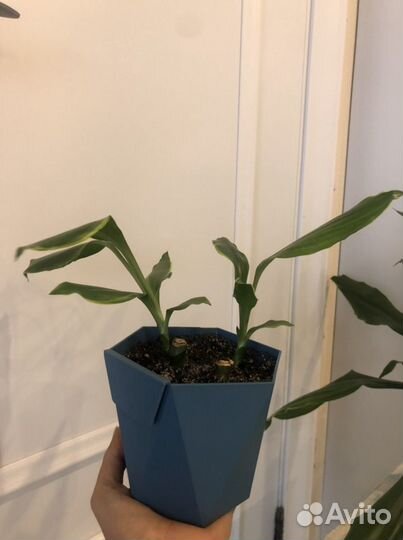 Пальма драцена цветок