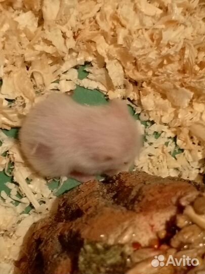 Джунгарский хомяк