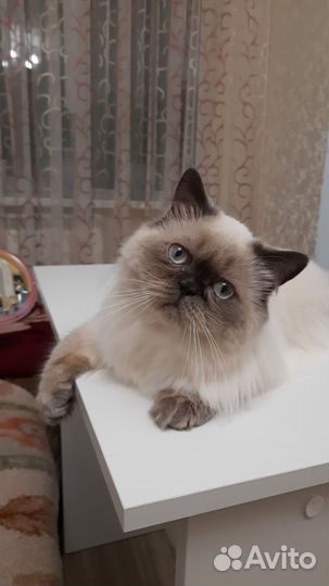 Вязка кошек