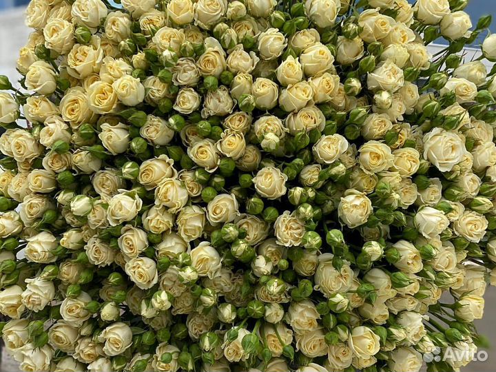 Кустовые розы цветы букеты доставка 51 25 15