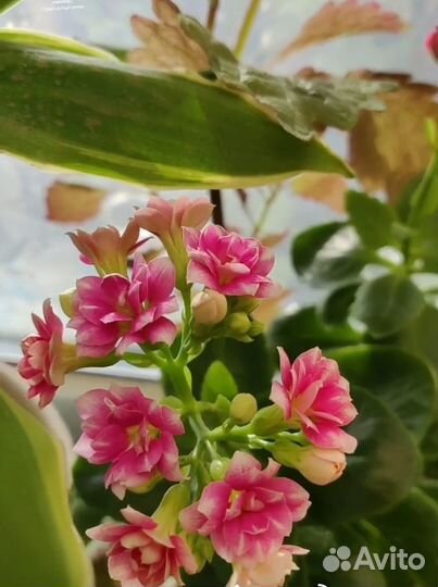 Каланхоэ декоративный, юкка, ктенанта