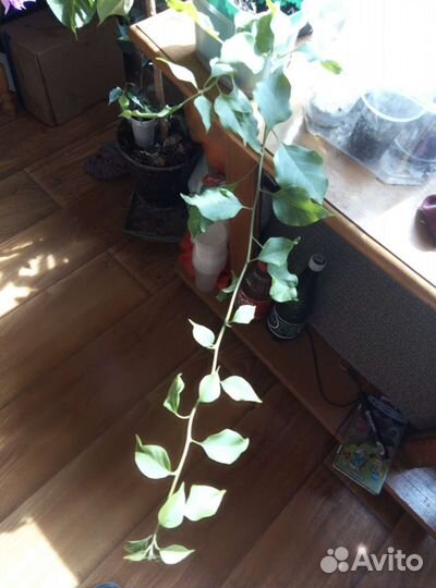 Бугенвиллия