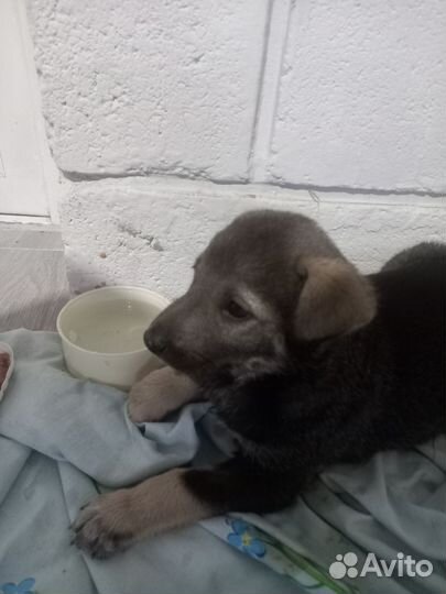 Отдам бесплатно щенки