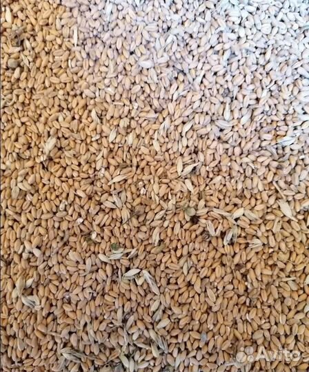 Пшеница озимая, Кормовая пшеница корма