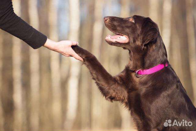 Специалист по поведению собак/кинолог