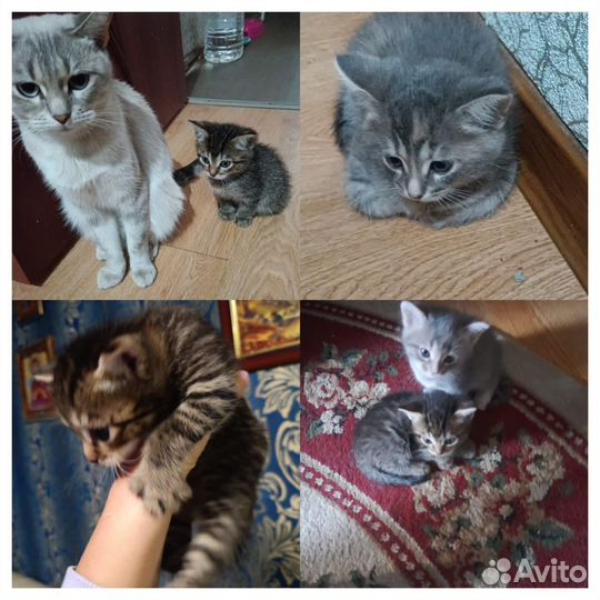 Котята тайской кошки
