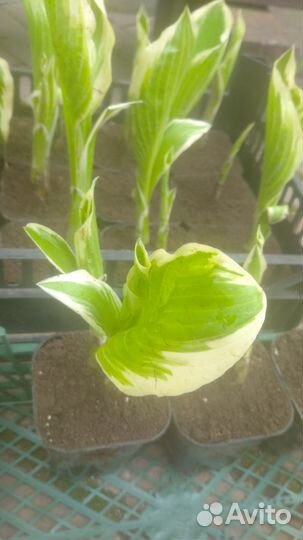 Хоста в ассортименте