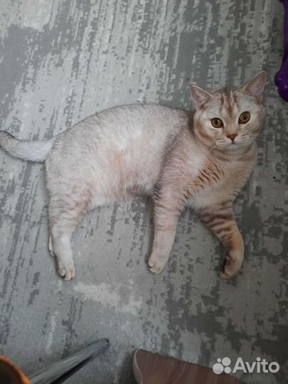 Шотландский котик