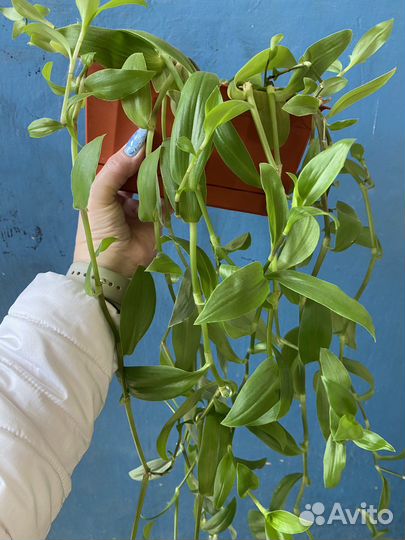 Традесканция