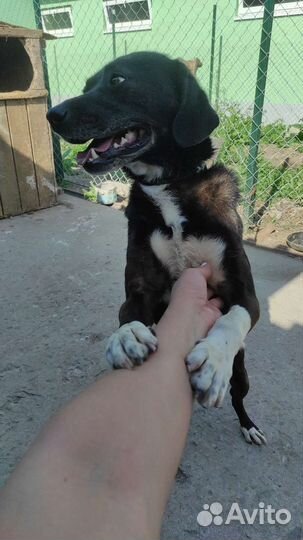 Собаки из приюта