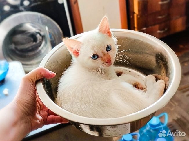 Тайские котята