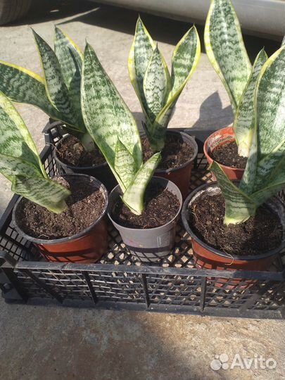 Сансевиерия (Тещин язык, Щучий хвост)