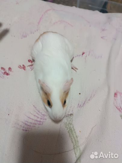 Морская свинка