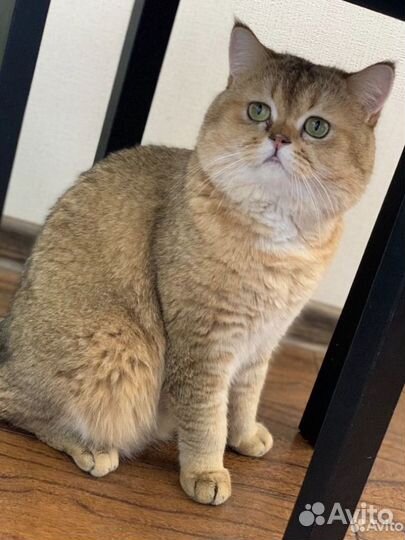 Вязка с котиком Скоттиш страйт