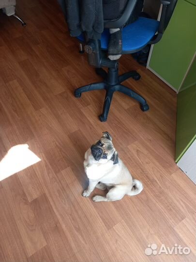 Вязка мопс девочка