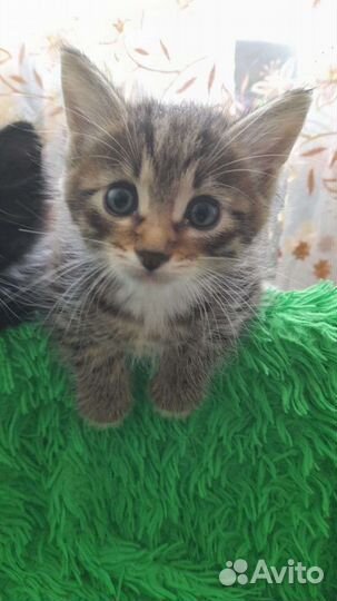 Котята ищут дом