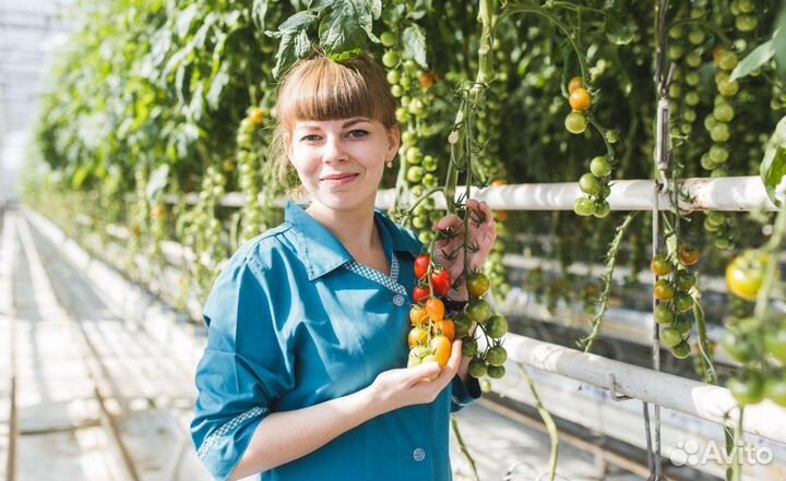 Вахта 15/15 в Москве - Сборщик томатов черри