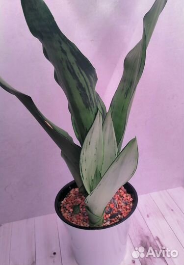 Сансевиерия Муншайн бразилиан мутант