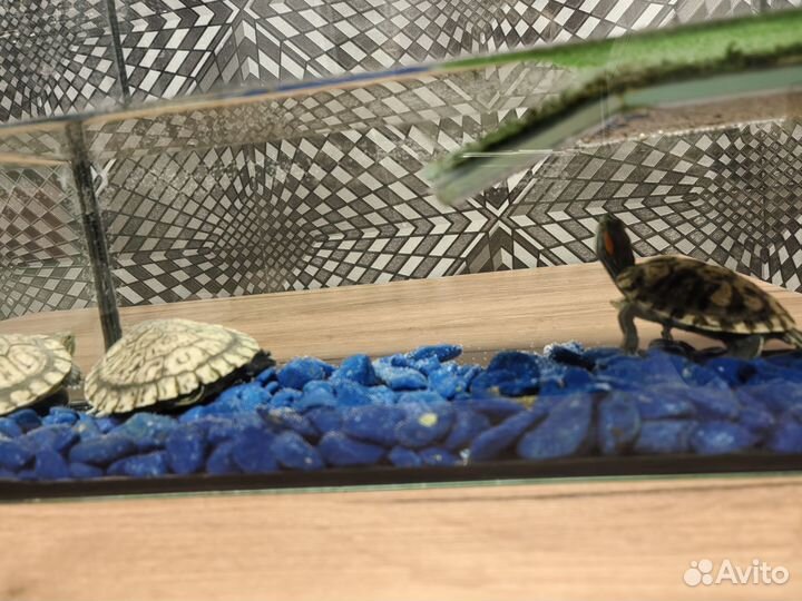 Красноухая черепаха