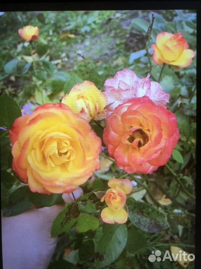 Роза бордюрная