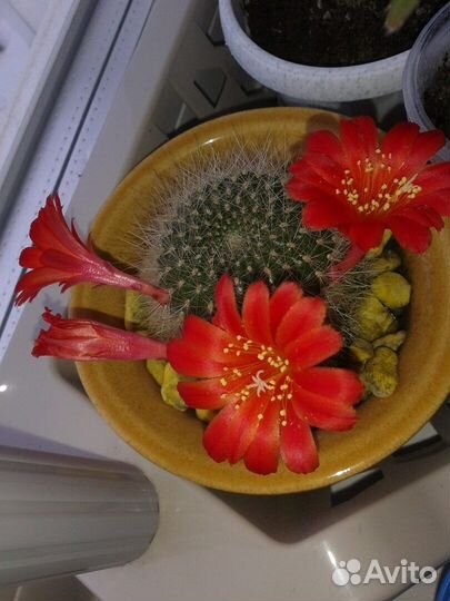 Детки цветущих кактусов (есть с бутонами)