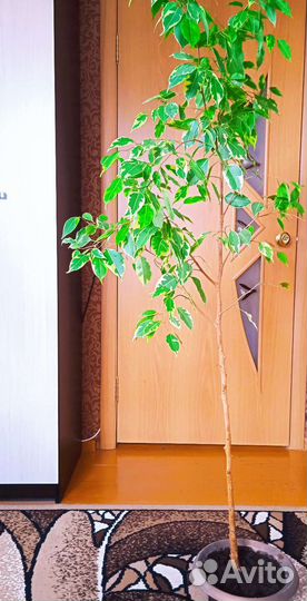 Фикус бенджамина