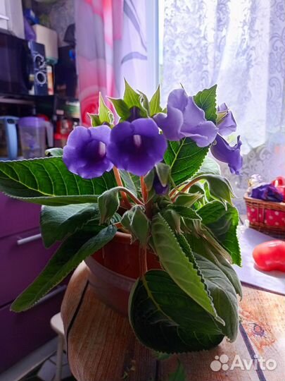 Глоксиния листик