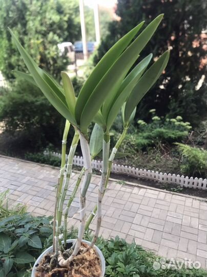 Cattleya Mrs. Mahler
