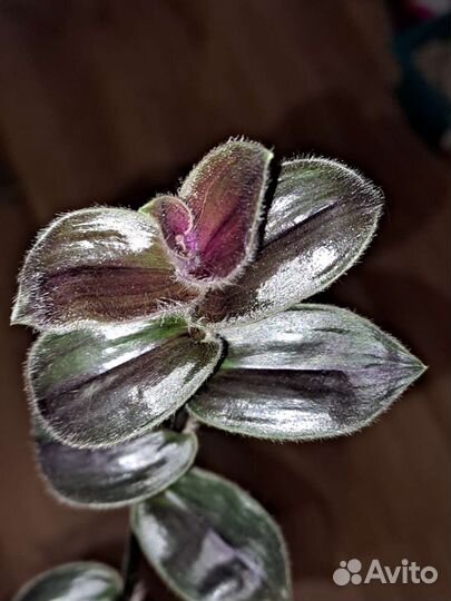 Традесканции шоколадные