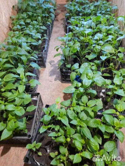 Рассада помидор,перец,огурцы