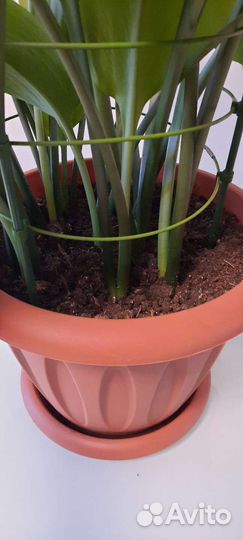 Эухарис амазонская лилия