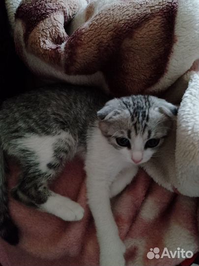 Кошка шотладская вислоухая