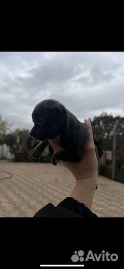 Щенки чихуахуа