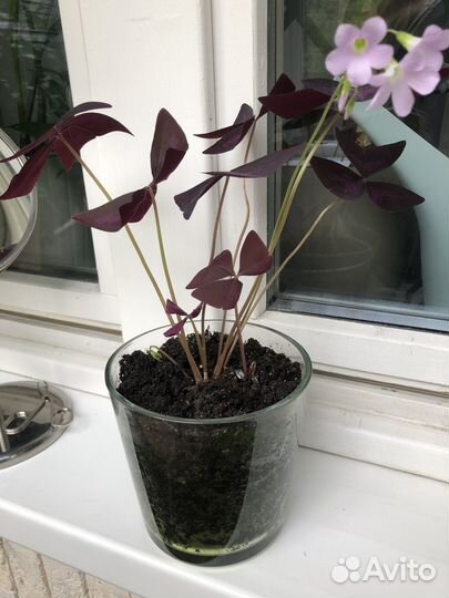 Кислица оксалис