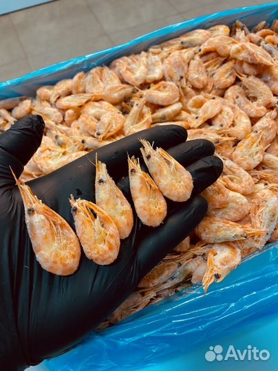 Креветка северная