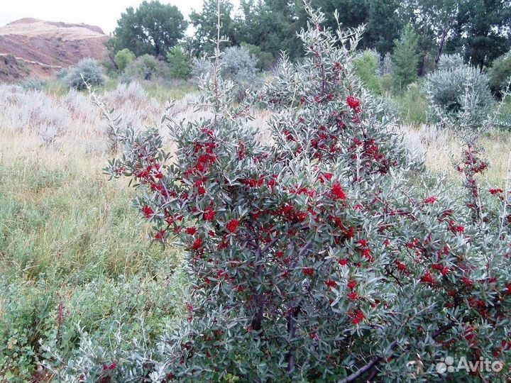 Шефердия серебристая, семена