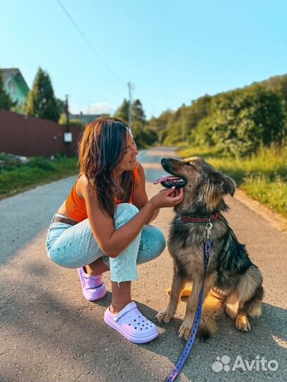 Домашняя передержка собак