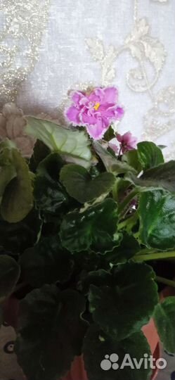 Фиалка в горшках