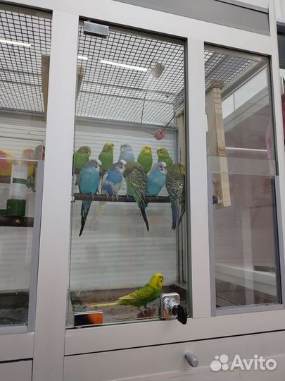 Попугаи разные