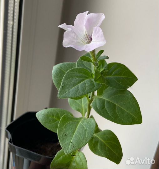 Рассада тайдал Сильвер