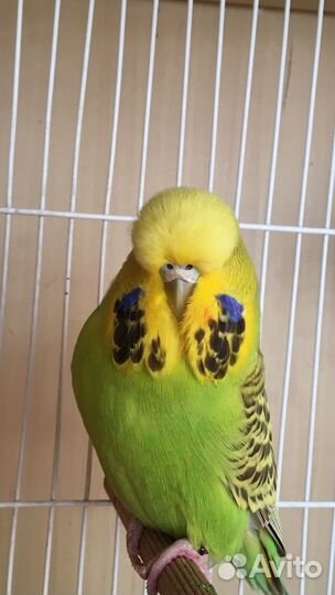 Выставочный Волнистый Попугай,Чех,ввп