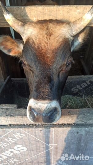 Джерсийский бык