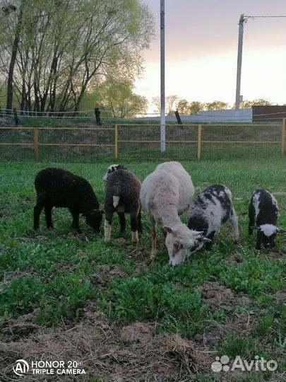 Овцы с ягнятами