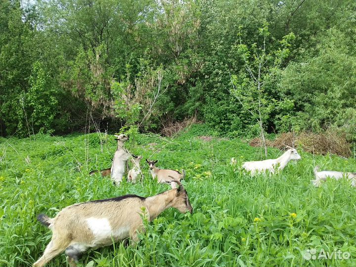 Козы и козлята продажа