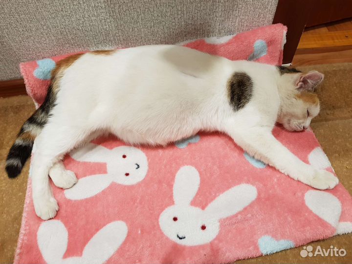 Кошка ищет дом в добрые руки